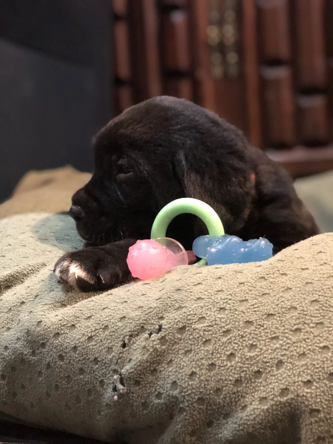 Mei mei profile