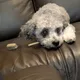 MorganEmiko profile