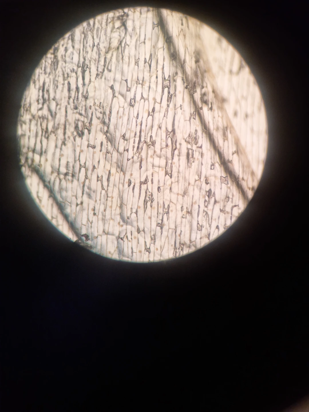 Nosa profile