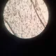 Nosa profile