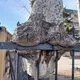 ljthird profile
