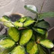 Ti profile
