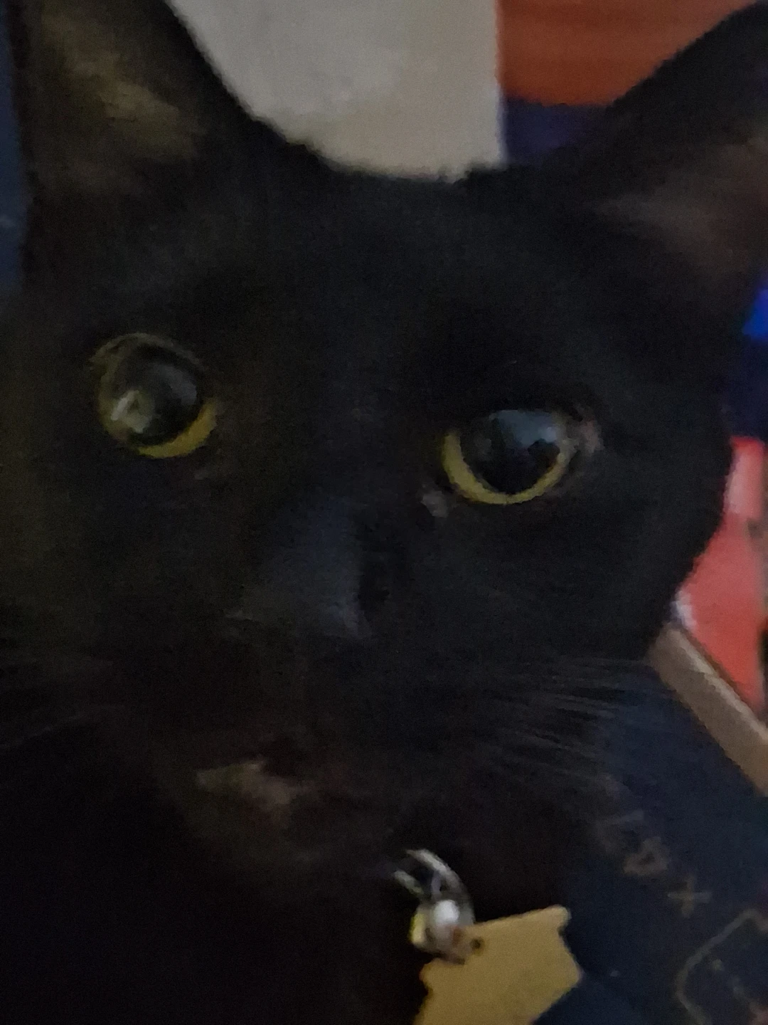 cane profile