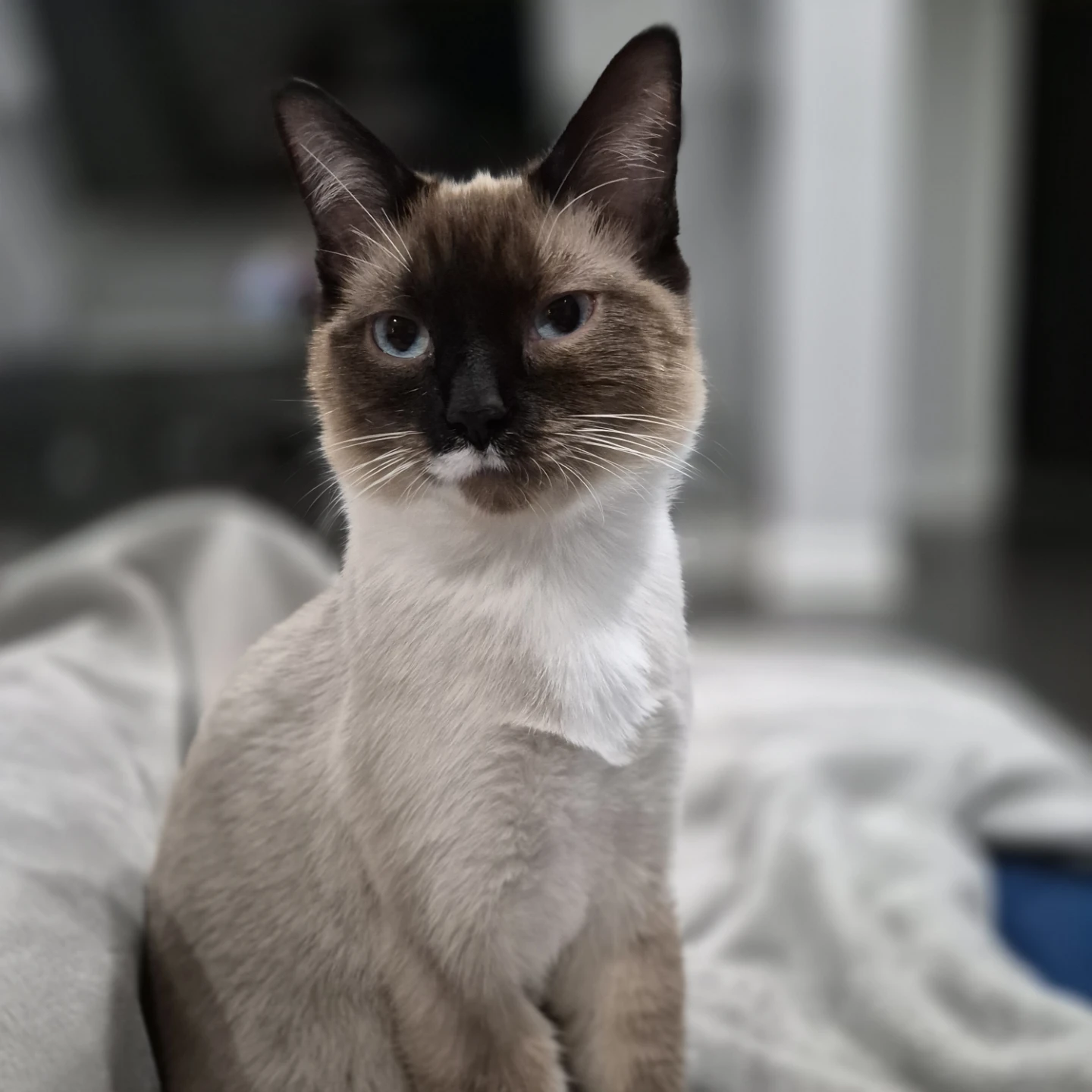 ava profile