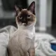ava profile