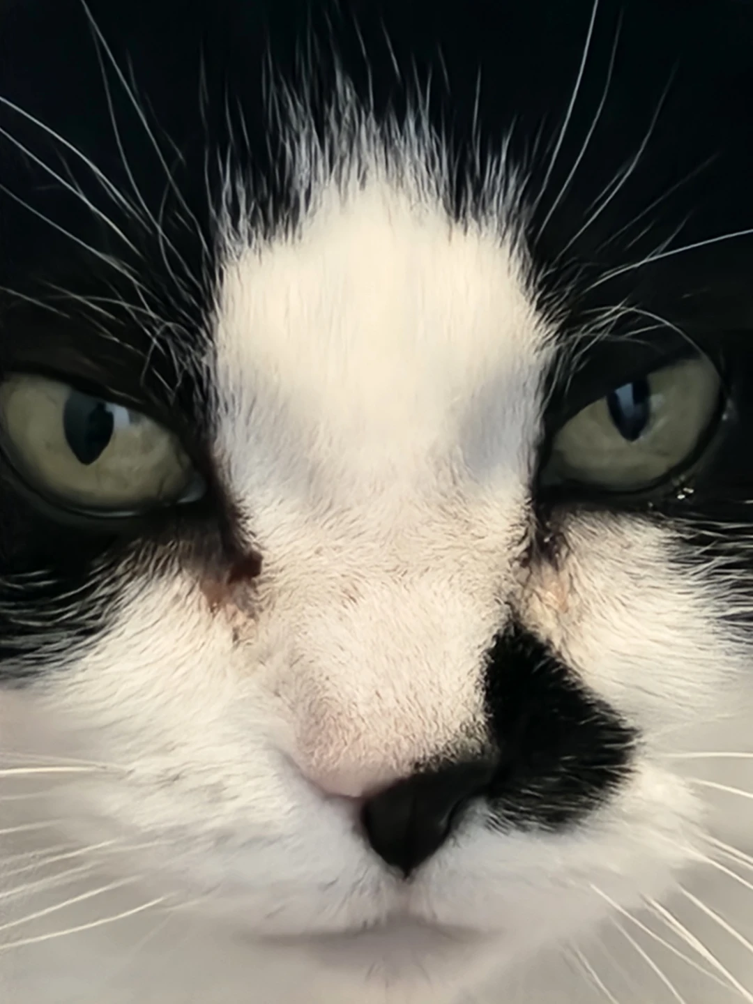 Trevor profile