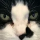 Trevor profile