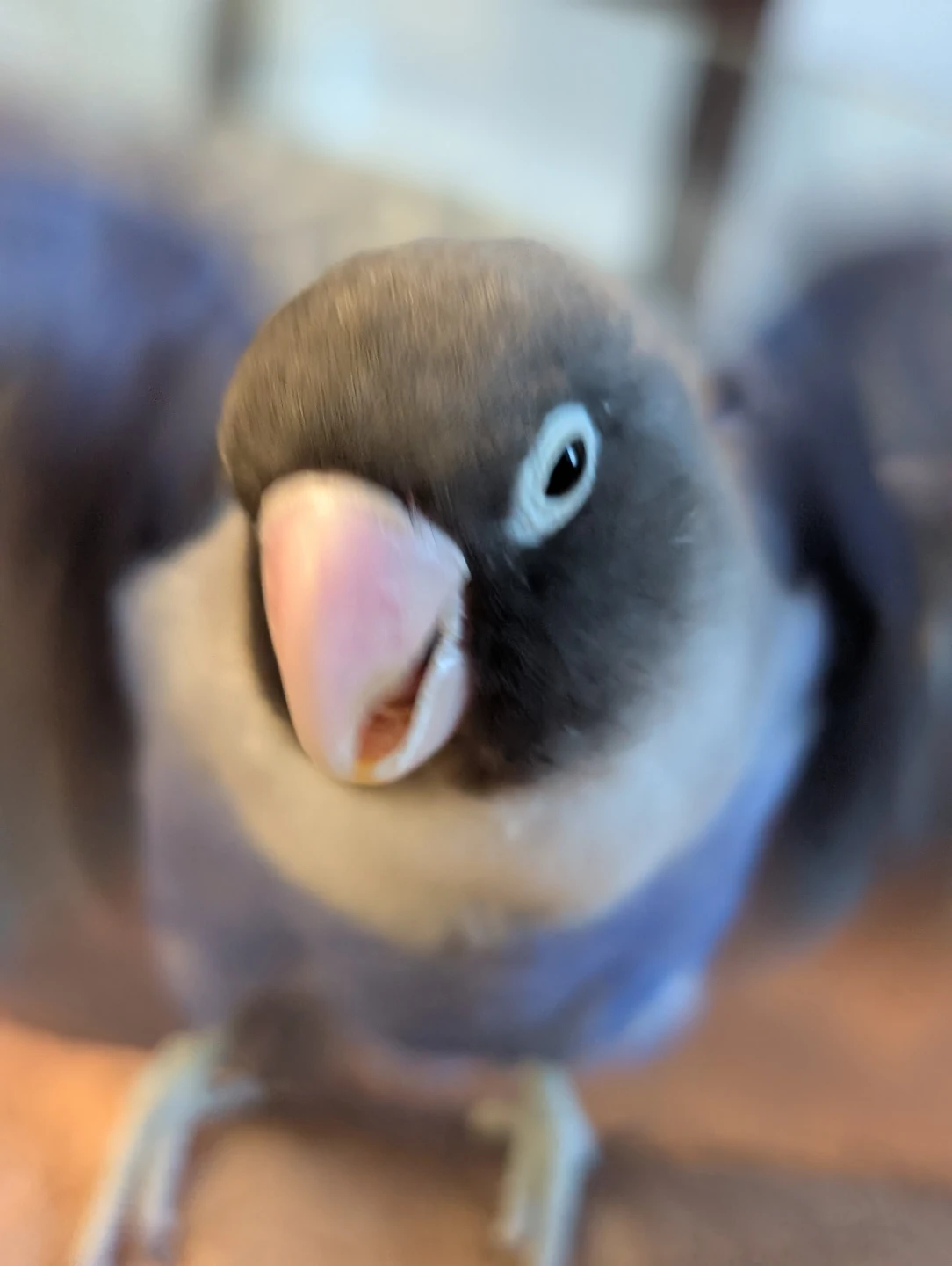 John Johnny profile