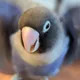 John Johnny profile