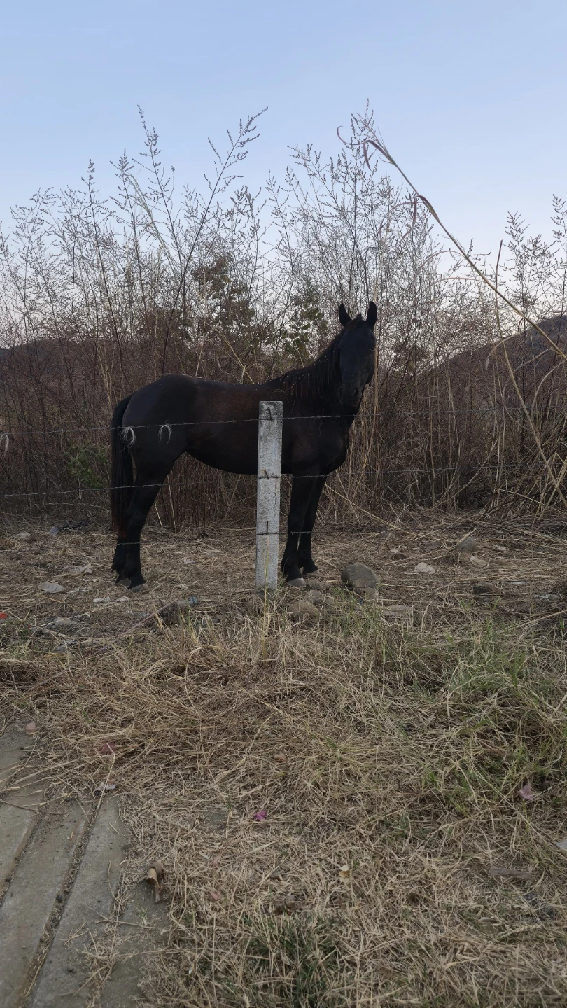 Eder profile