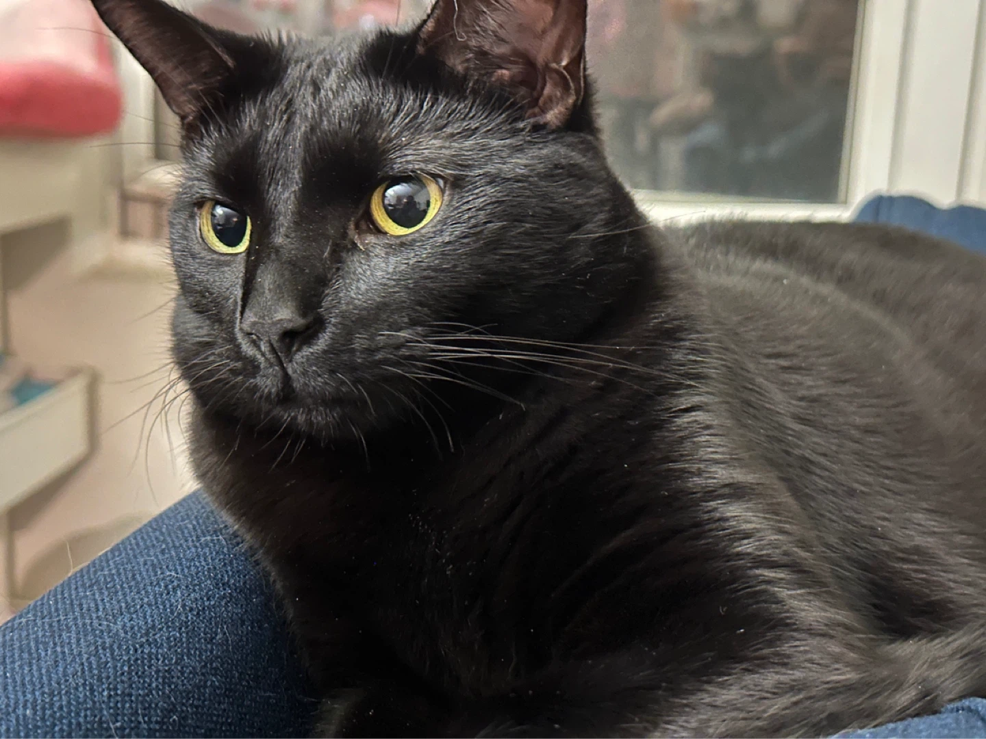 Mika profile