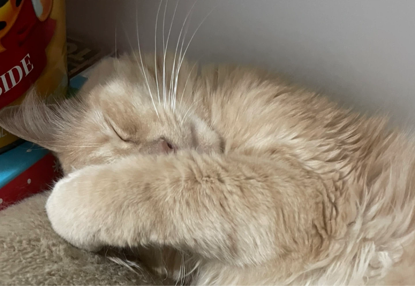 Angelica profile
