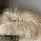 Angelica profile