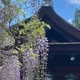 Iris Tam profile