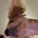 Alexis profile