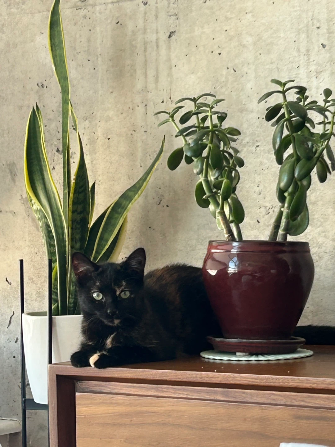 Isobella profile