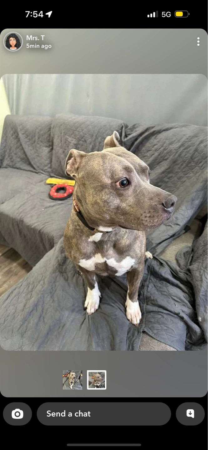 Stella profile