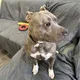 Stella profile