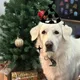 Charlie profile