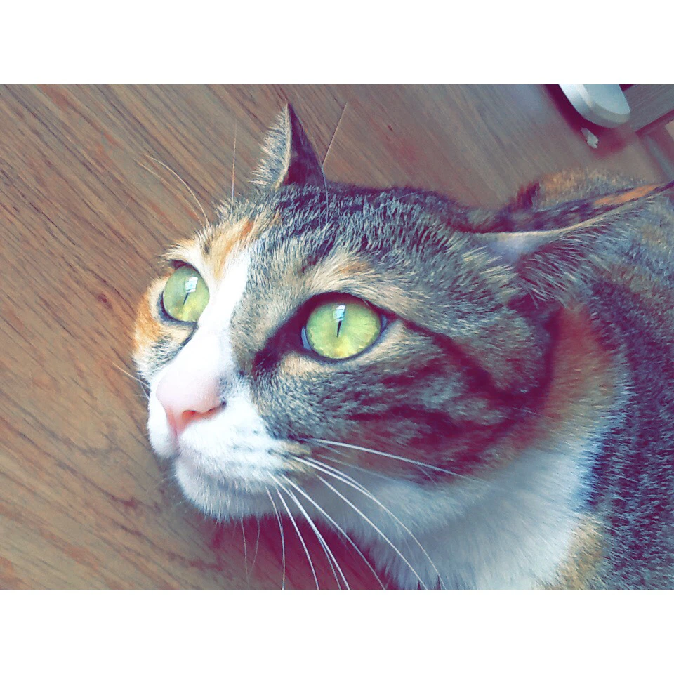 Nabi profile