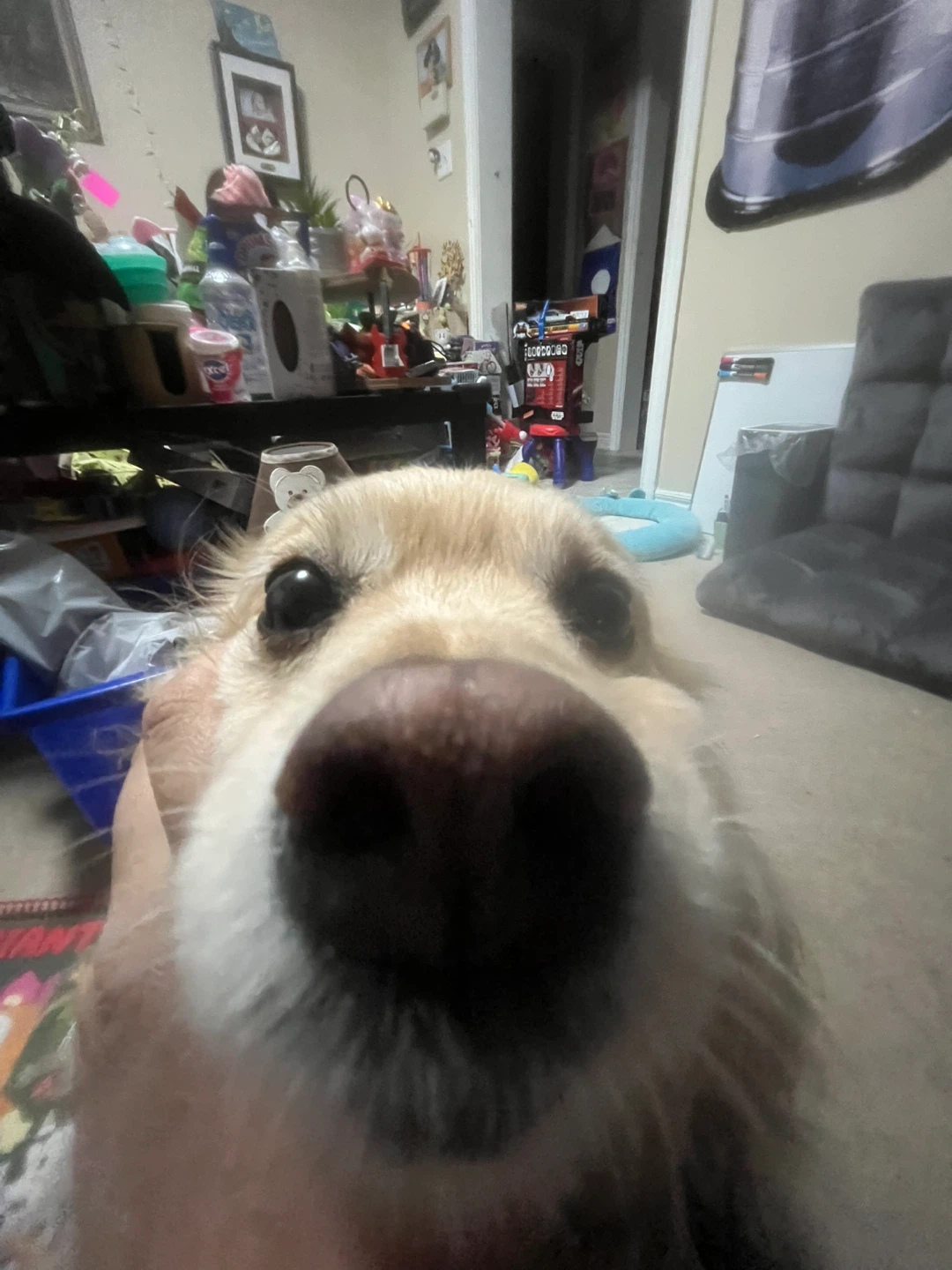 Angel consig profile