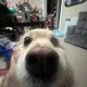 Angel consig profile