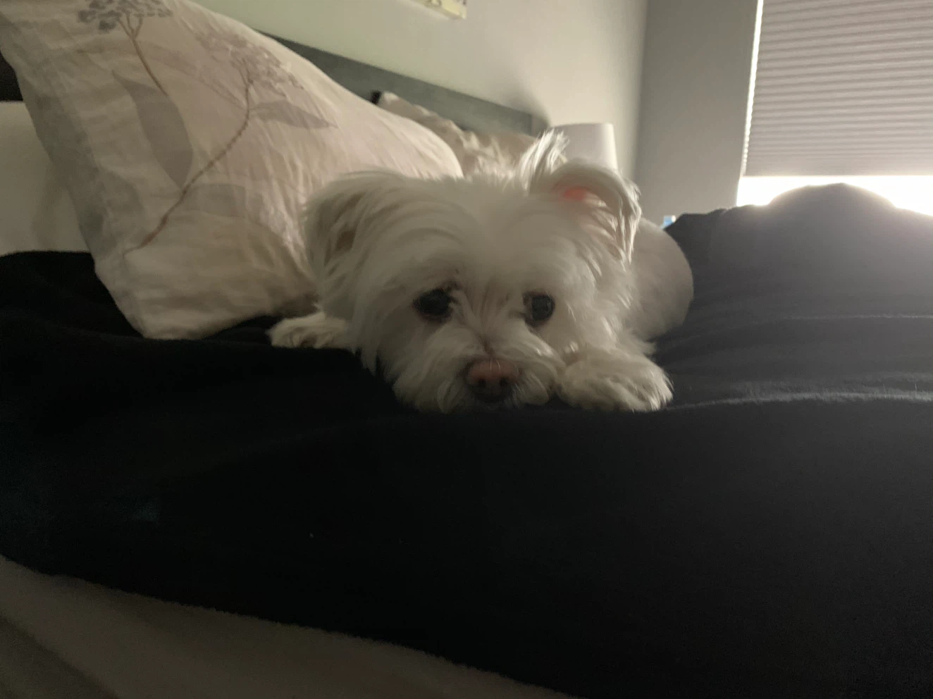 Reuben