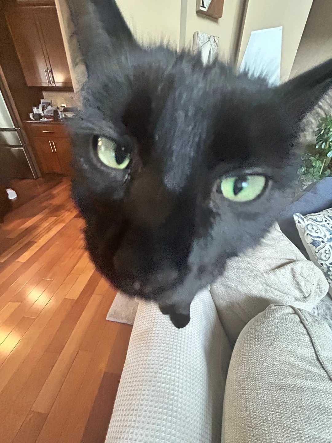 Steve profile