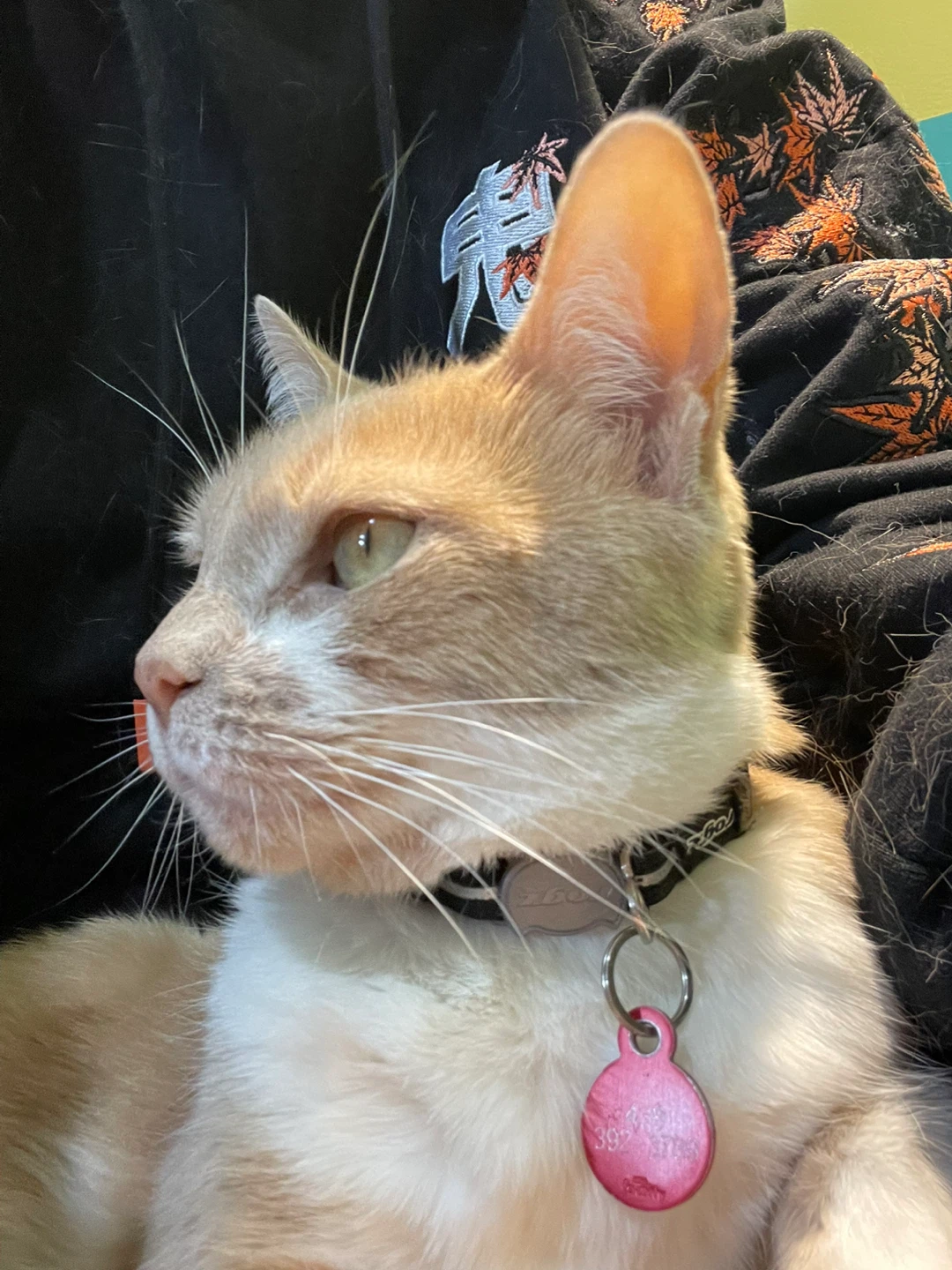 Annabelle profile