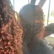 Curly Essentialz profile
