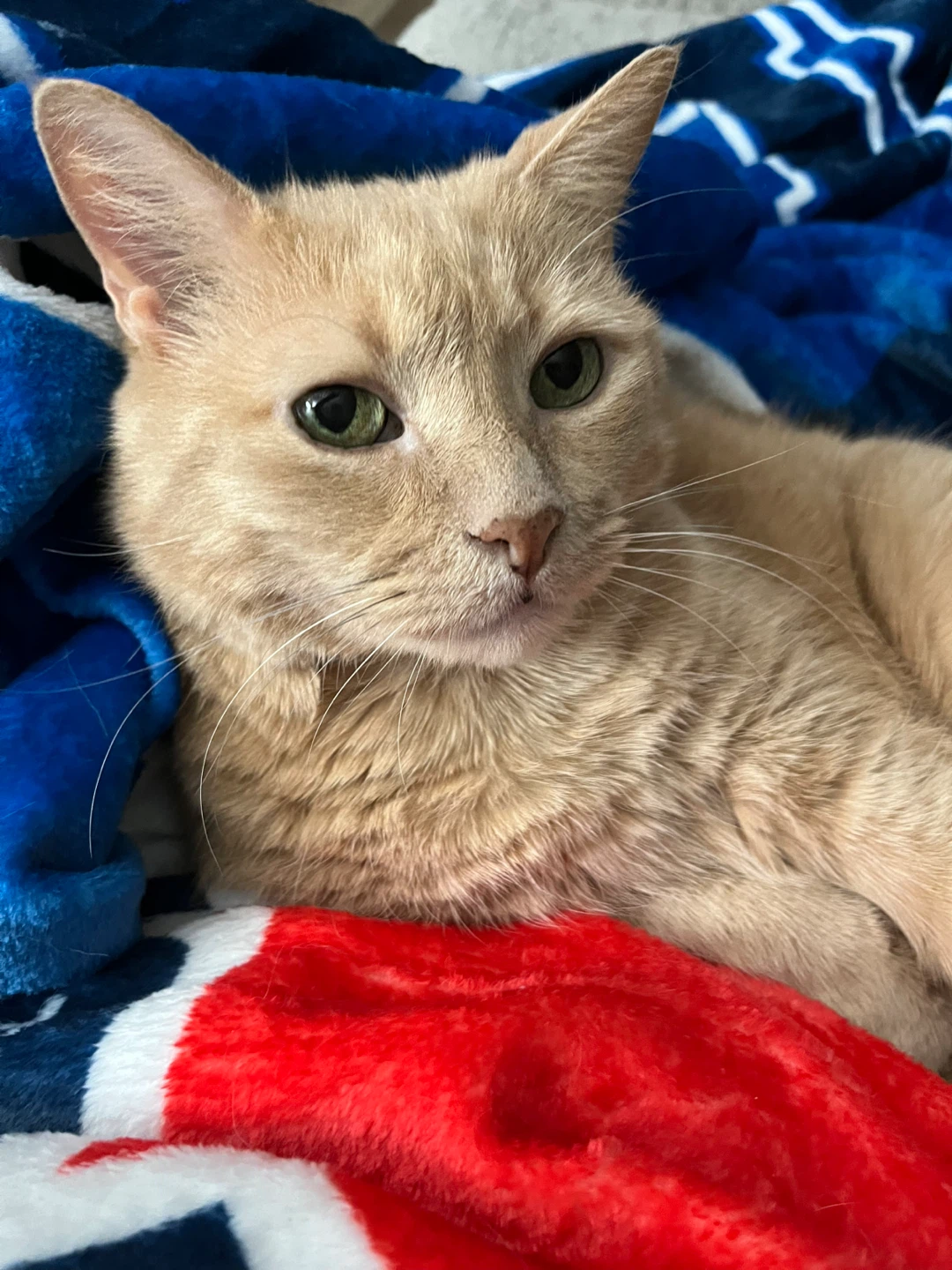 Dasher profile