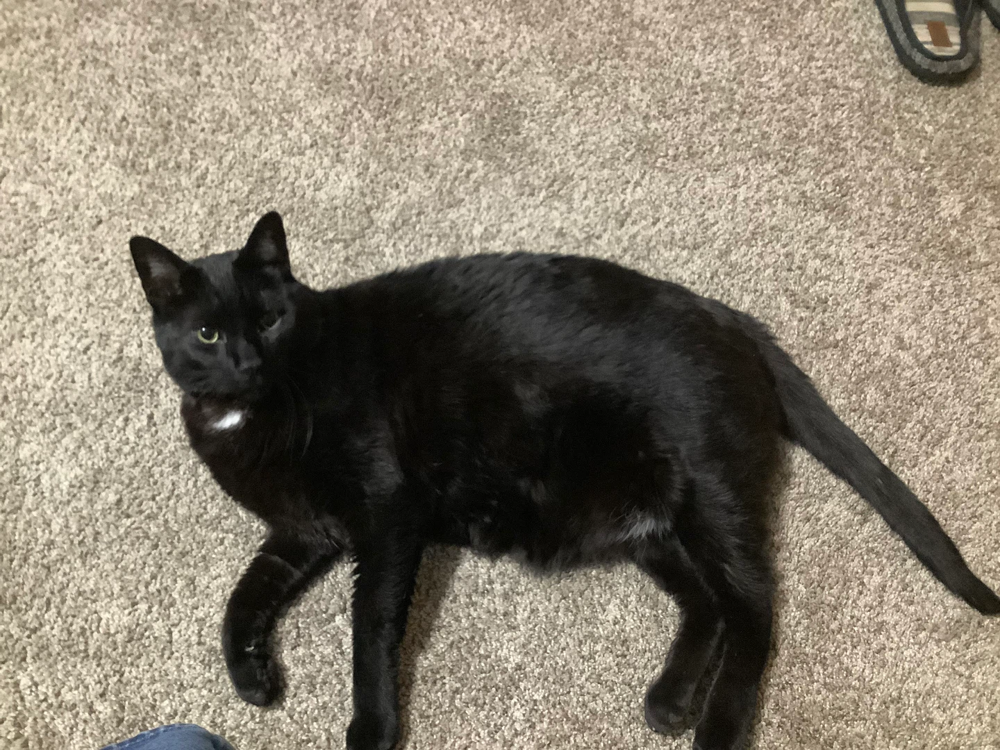 Jeff profile