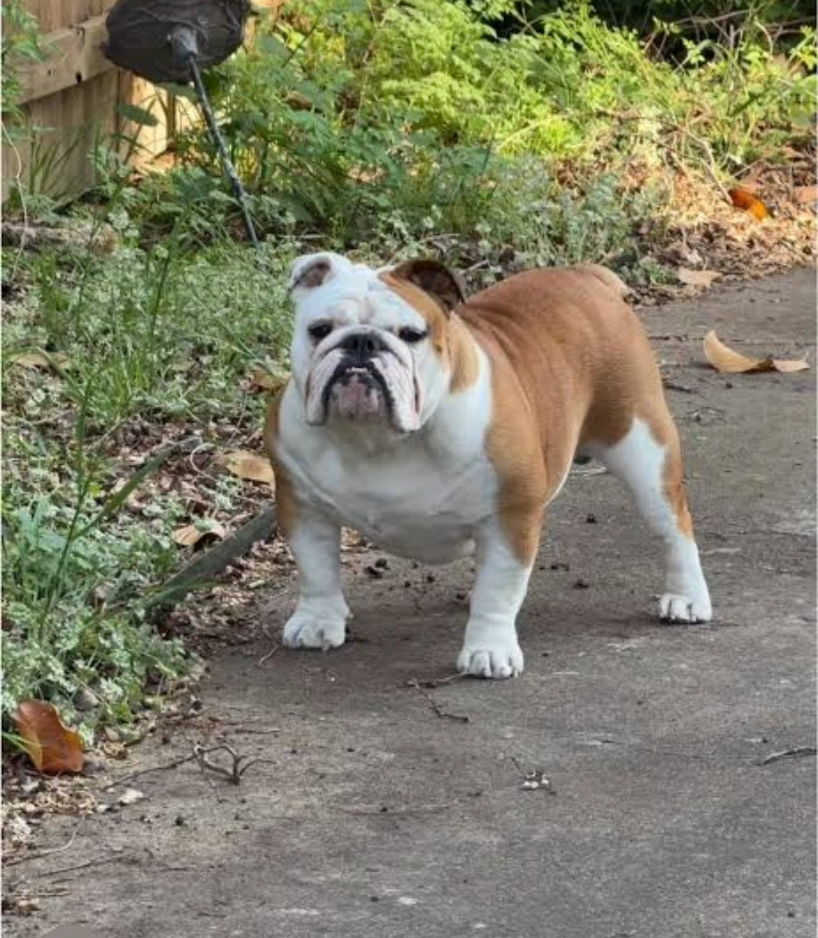 Benjamin profile