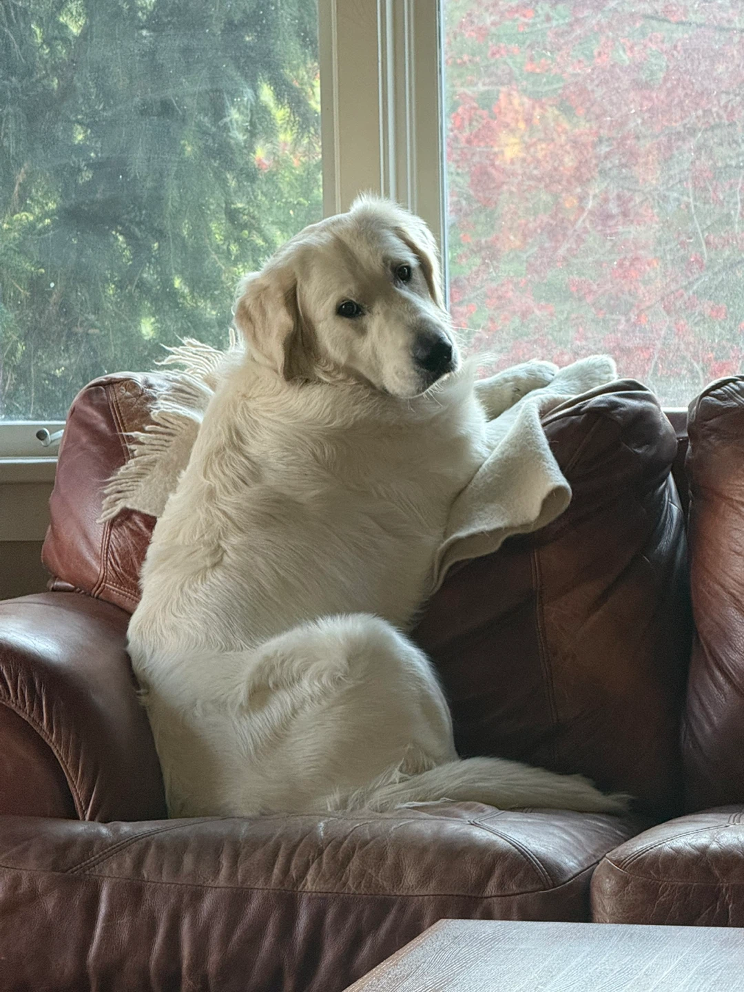 Joe profile