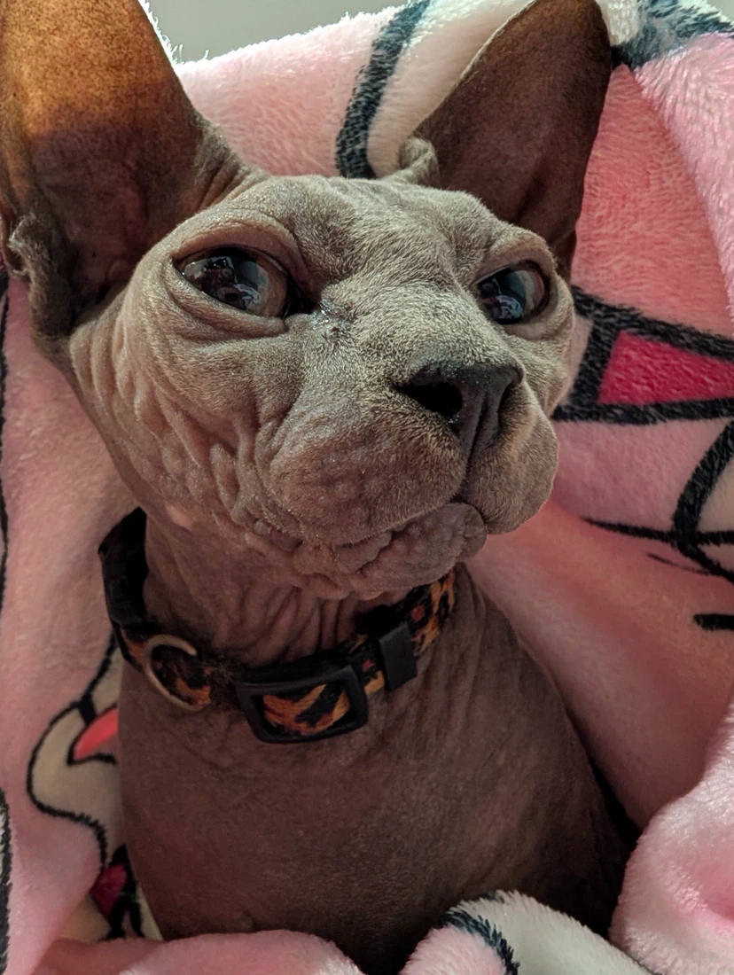 Dirt Nap profile