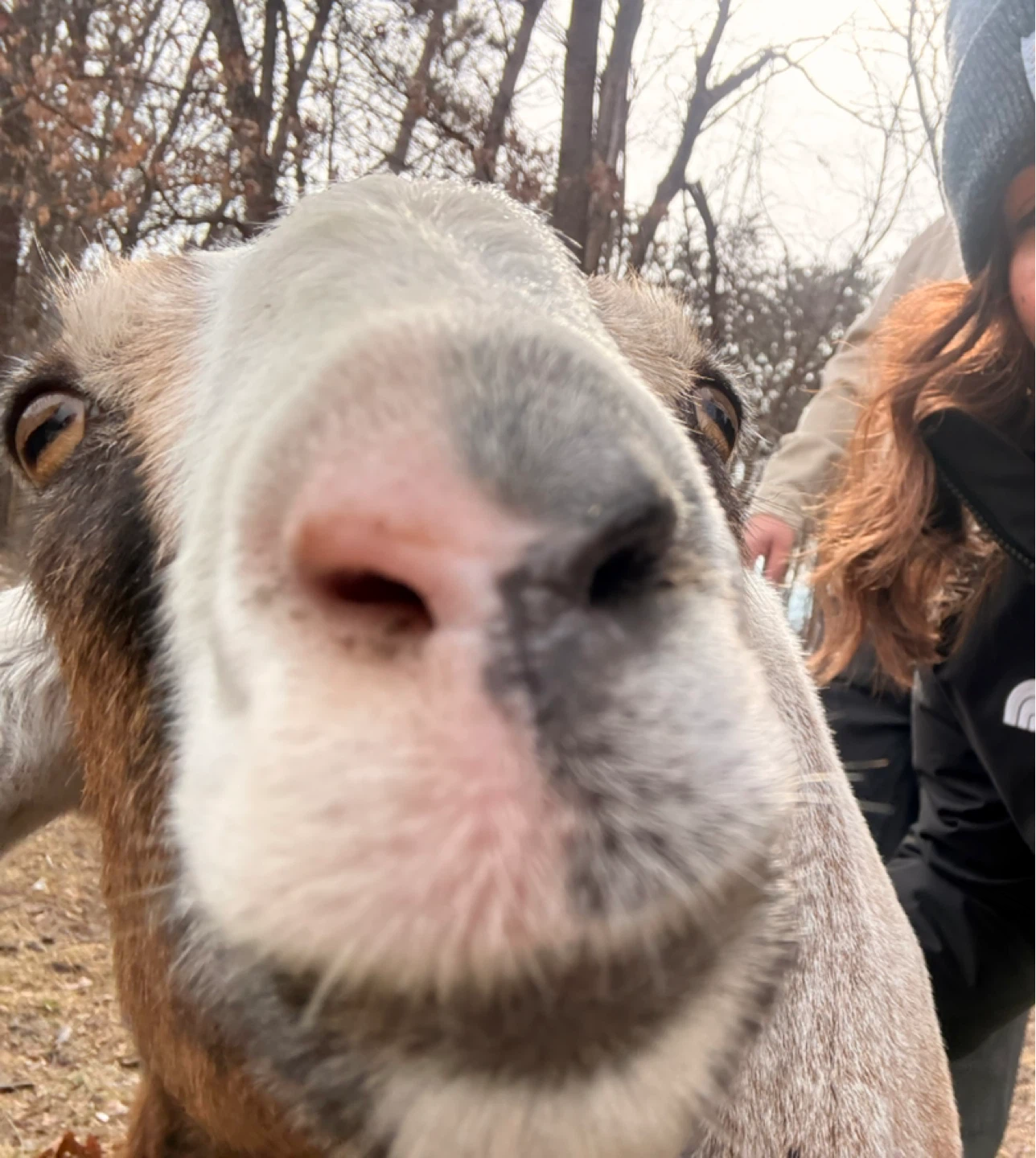 Vane profile