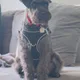 Will profile