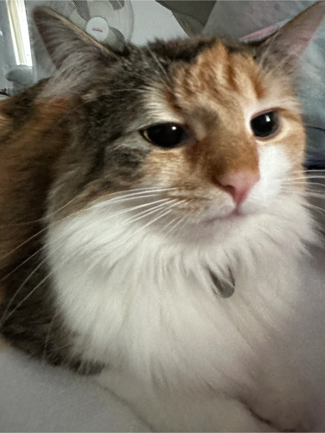 Sei profile