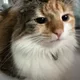 Sei profile