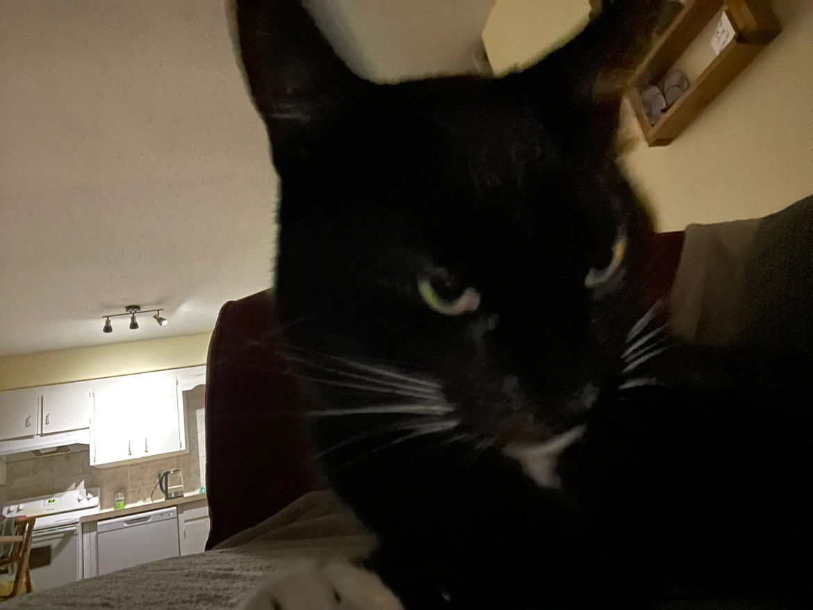 Kitty profile