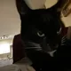 Kitty profile