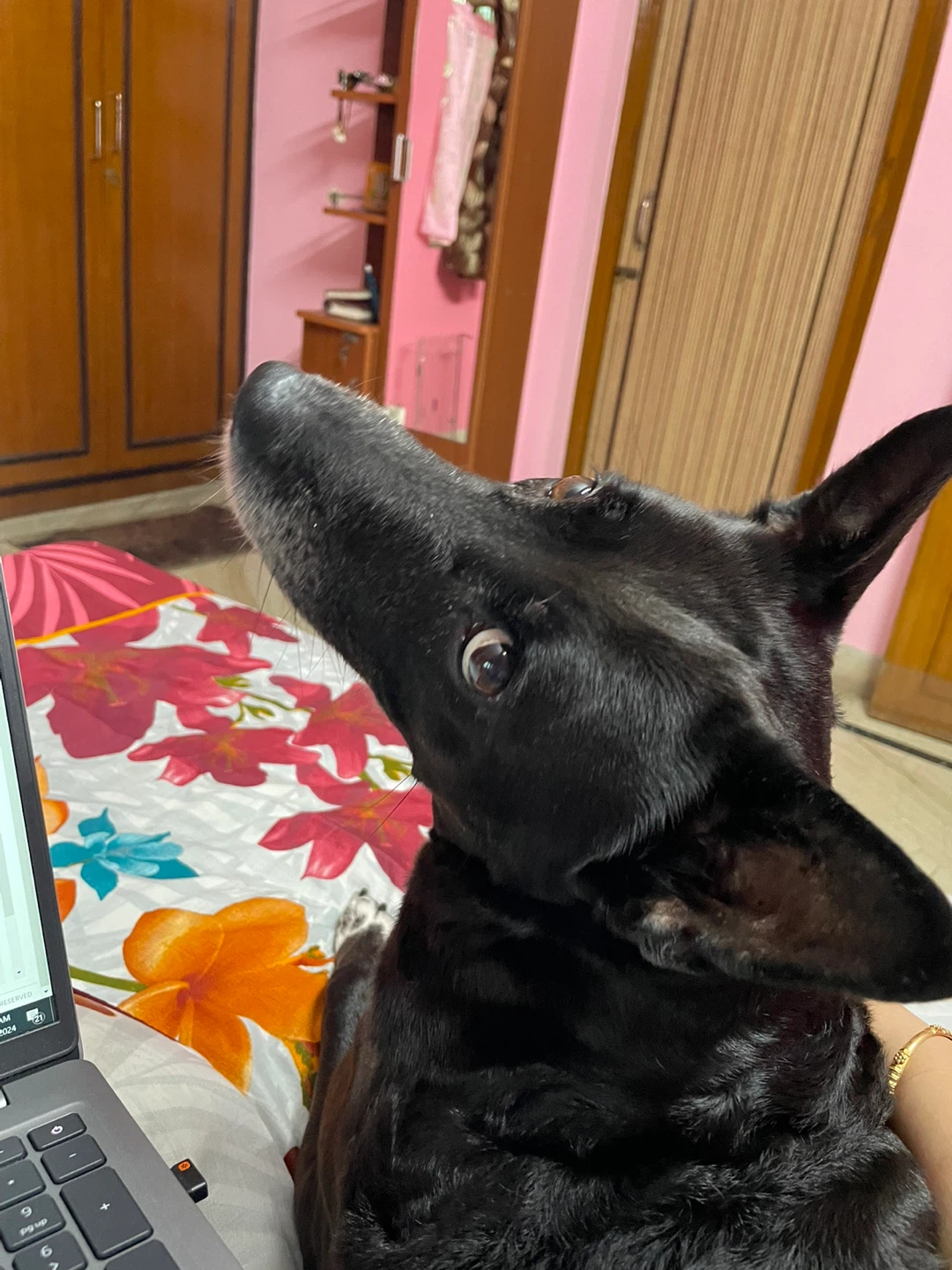 Sejuti profile