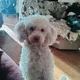 Ines profile