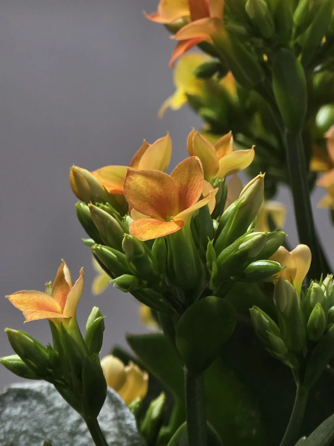 Lily profile