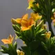 Lily profile