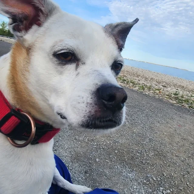 Jonah profile