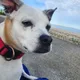 Jonah profile