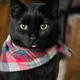 Fressia profile
