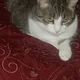Rozi profile