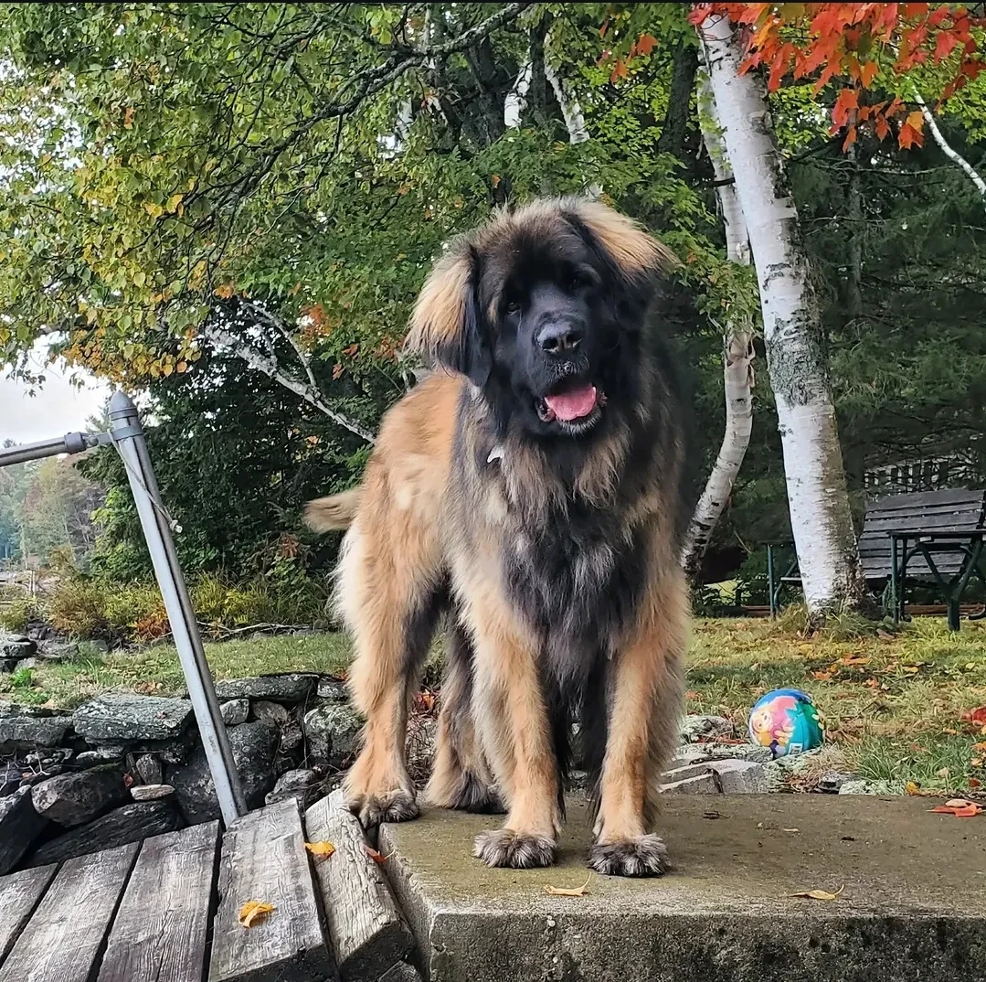 Kaiya profile